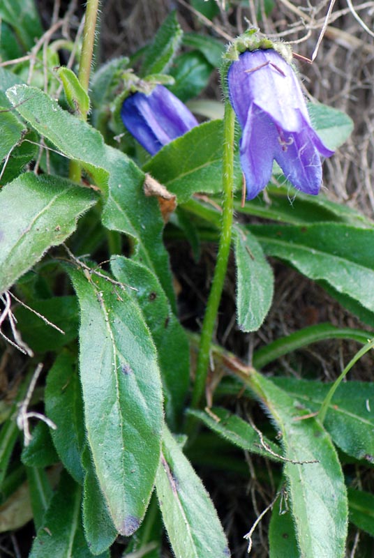 Campanula barbata